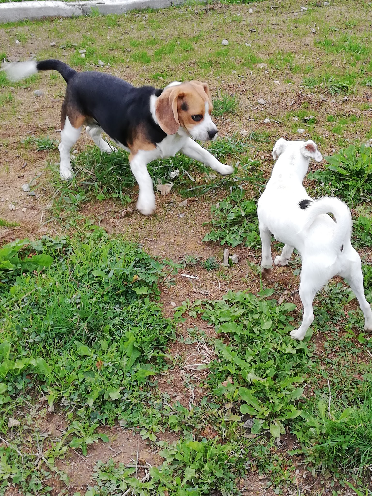 doghouse pension canine — photo