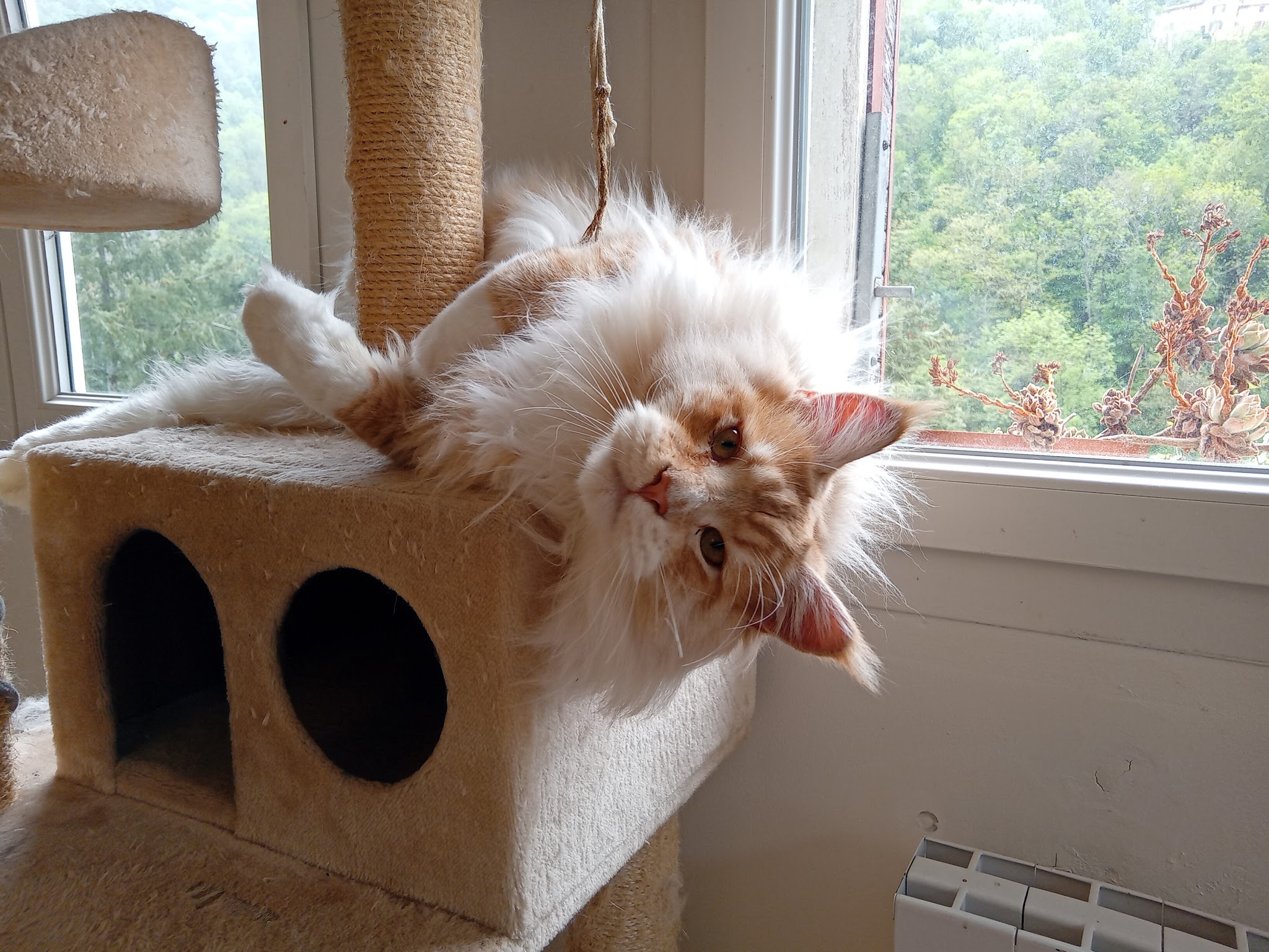 CN Pet Sitter — photo