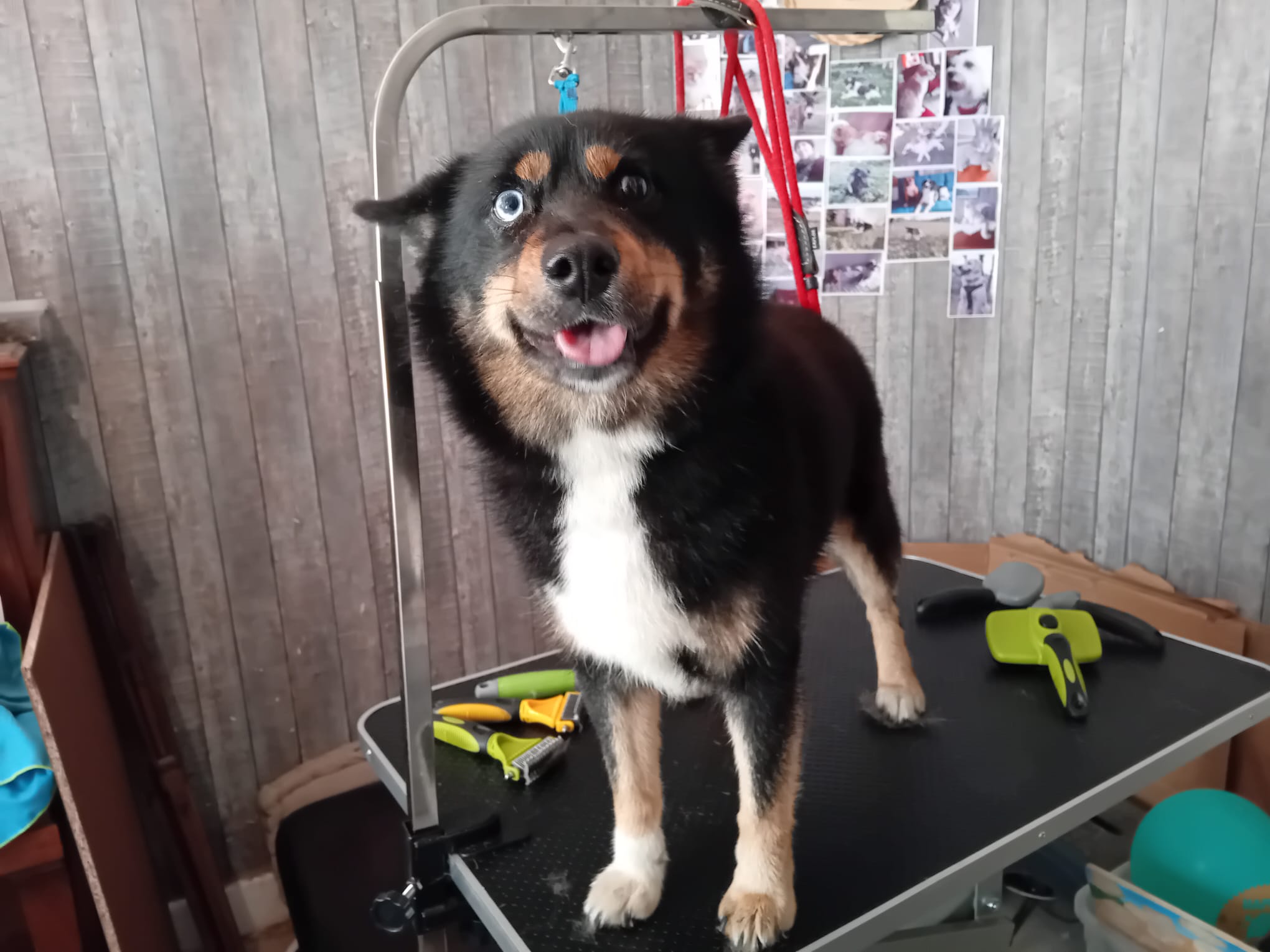 CN Pet Sitter