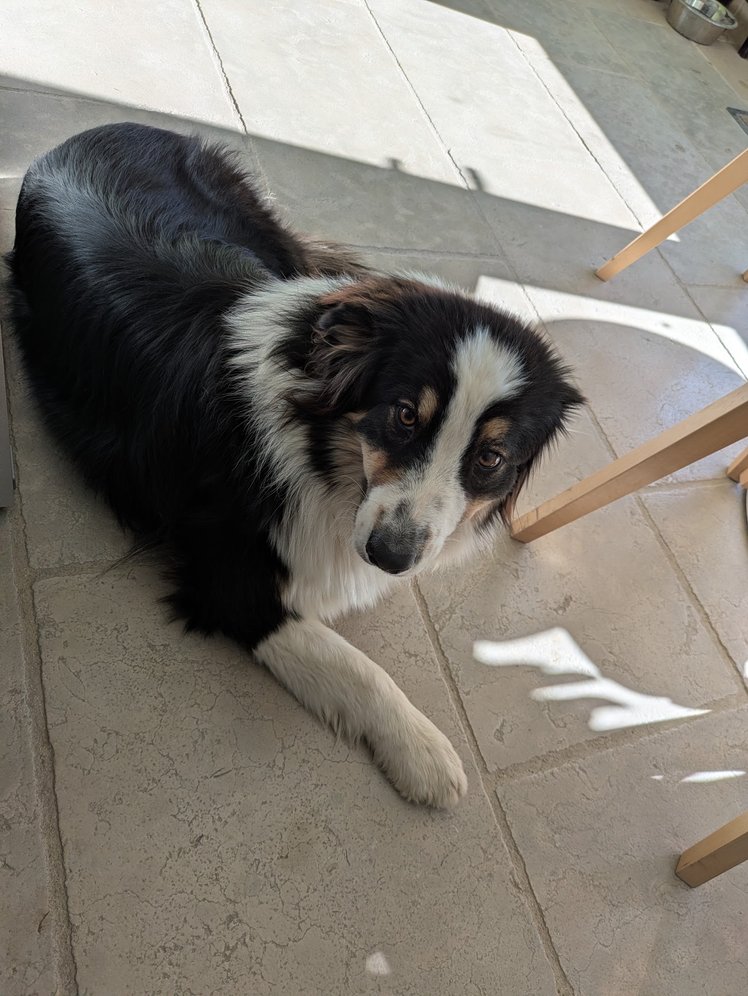 Nature en Pattes - Éducateur & Comportementaliste canin — photo