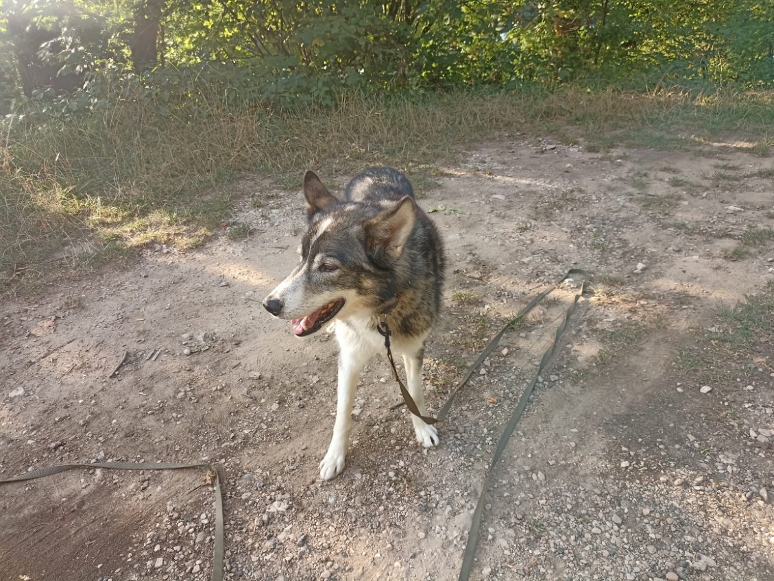 Nature en Pattes - Éducateur & Comportementaliste canin — photo
