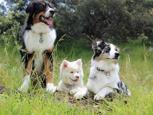 Dog Sitting 17