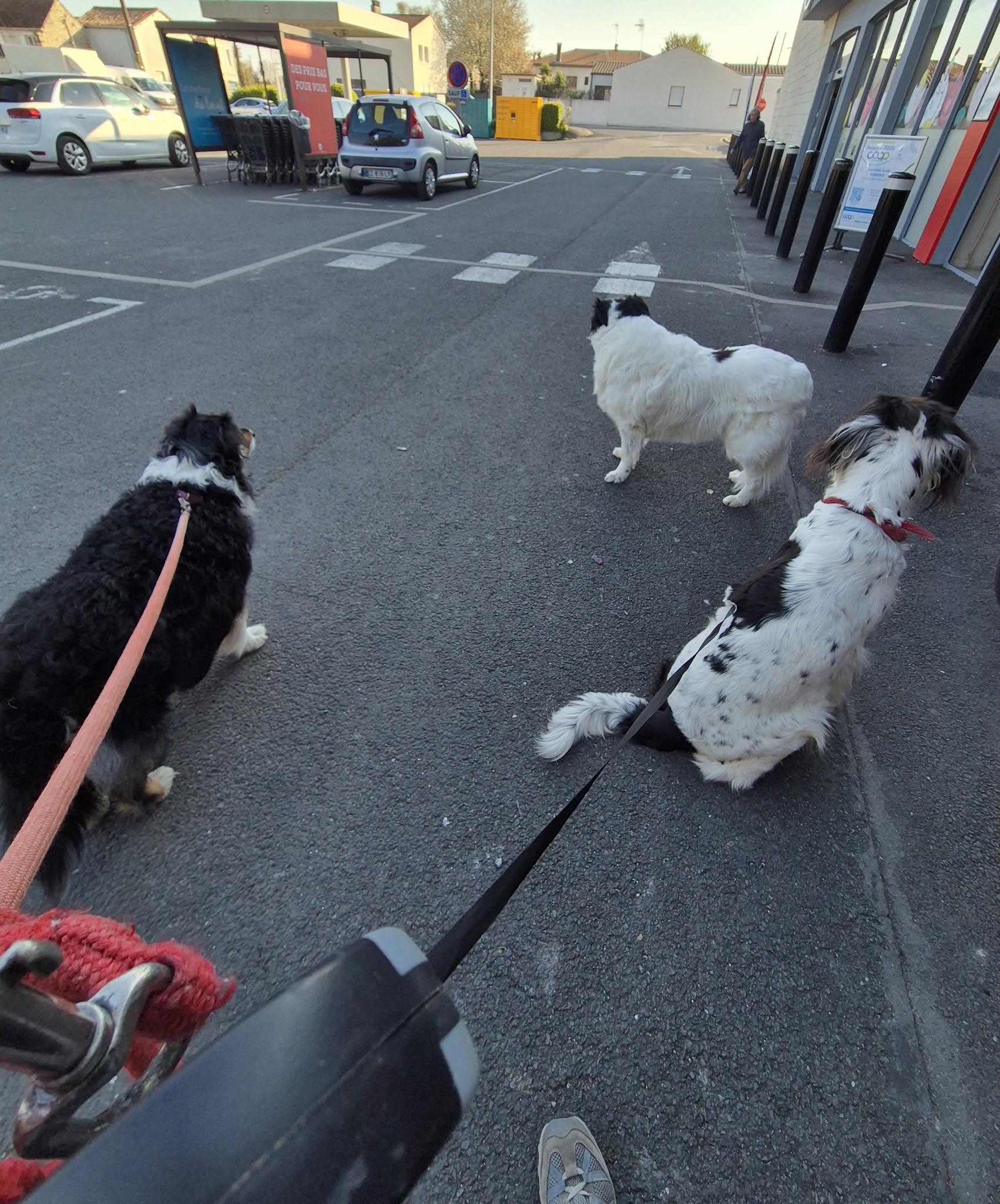 Dog Sitting 17 — photo