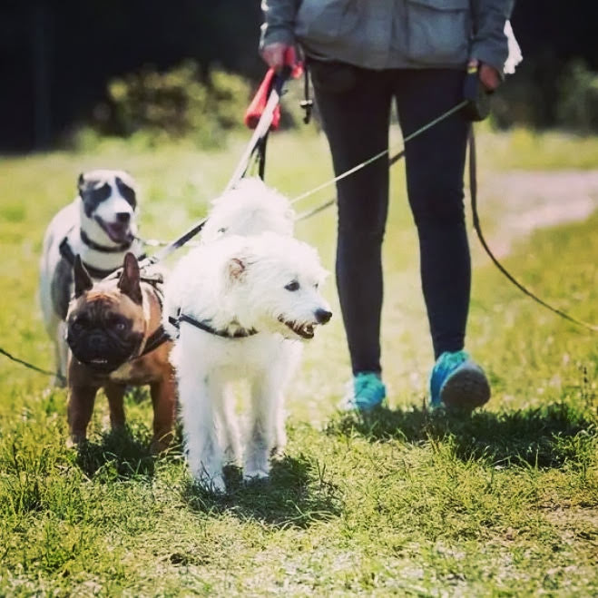 Dog Sitting 17 — photo