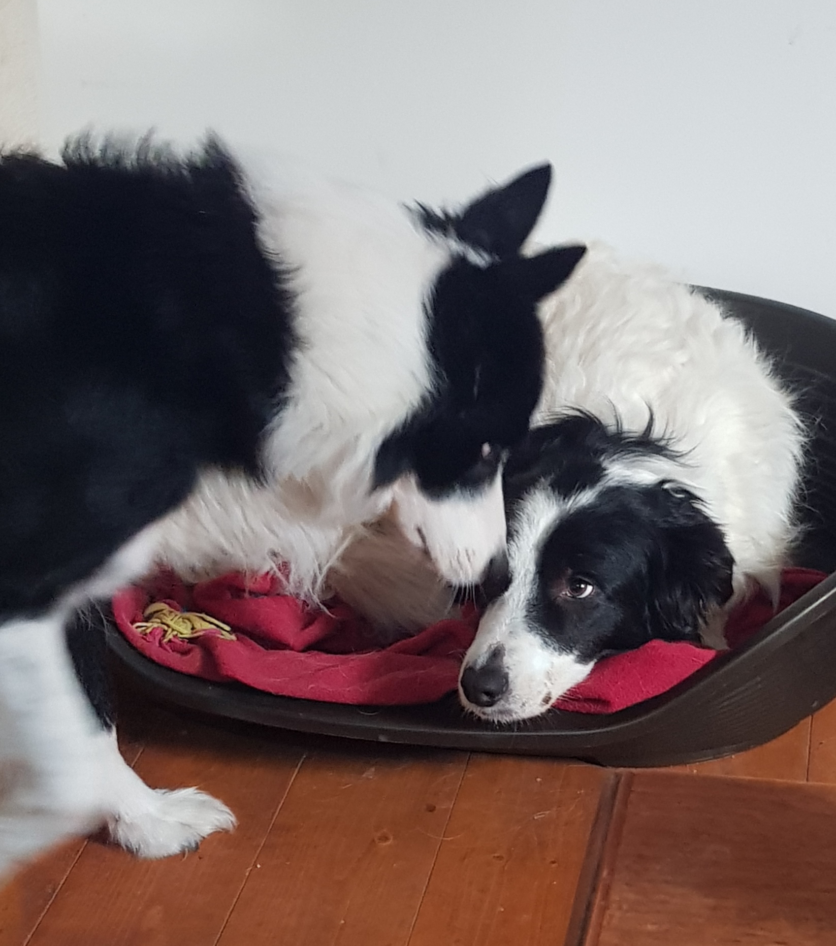 Dog Sitting 17 — photo