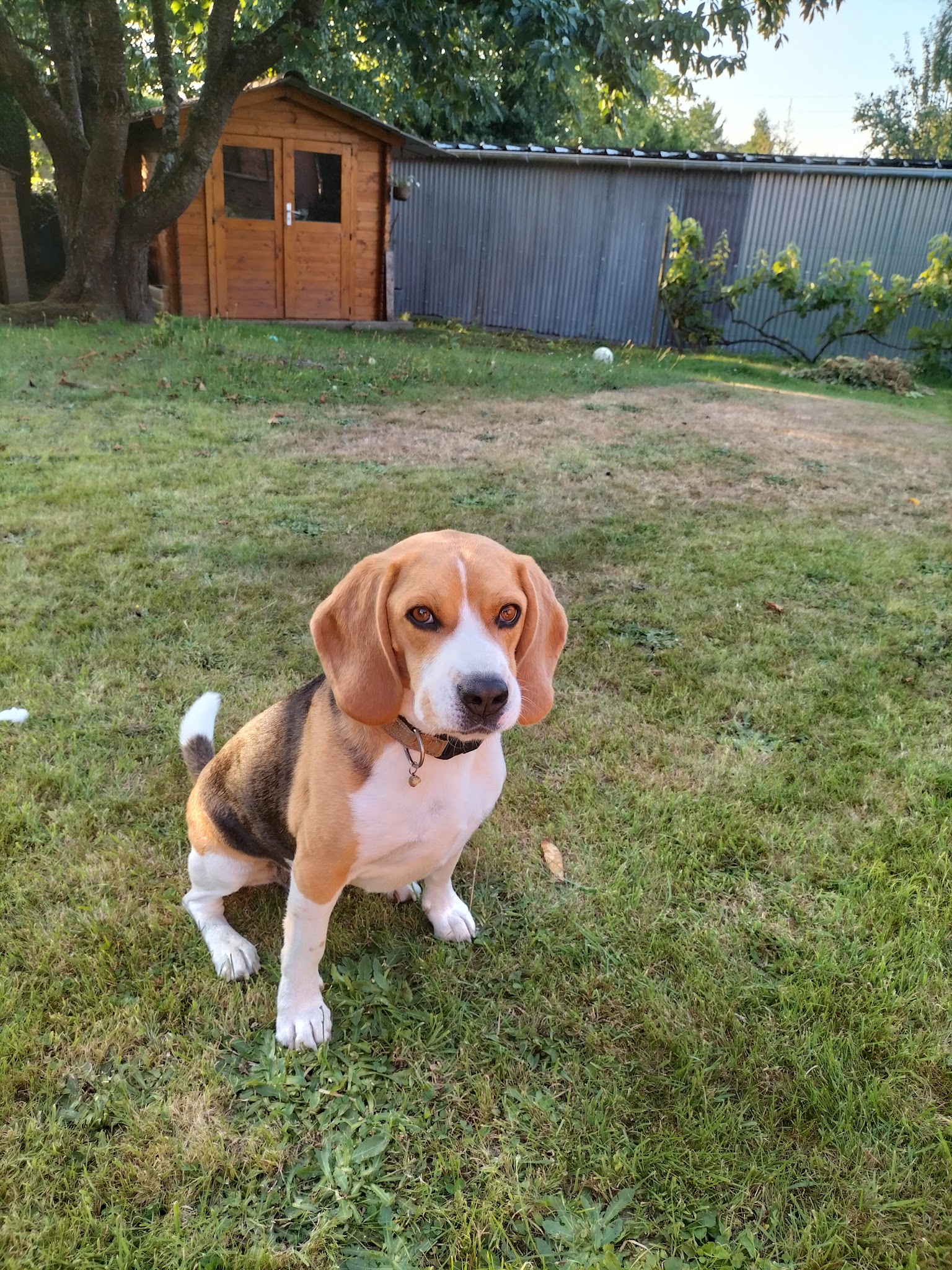 Pension canine "FAMILY DOGS comme à la maison" — photo