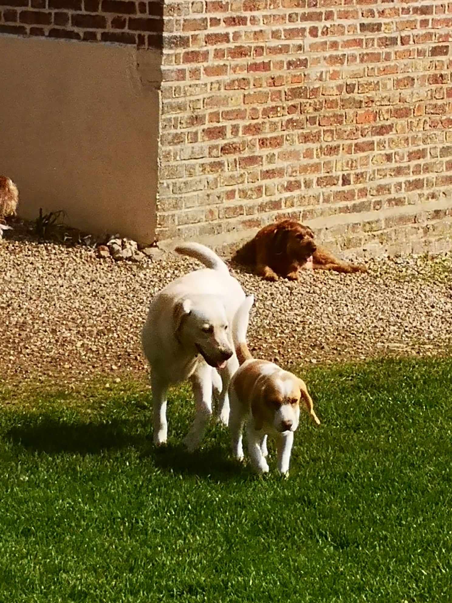 Pension canine "FAMILY DOGS comme à la maison" — photo