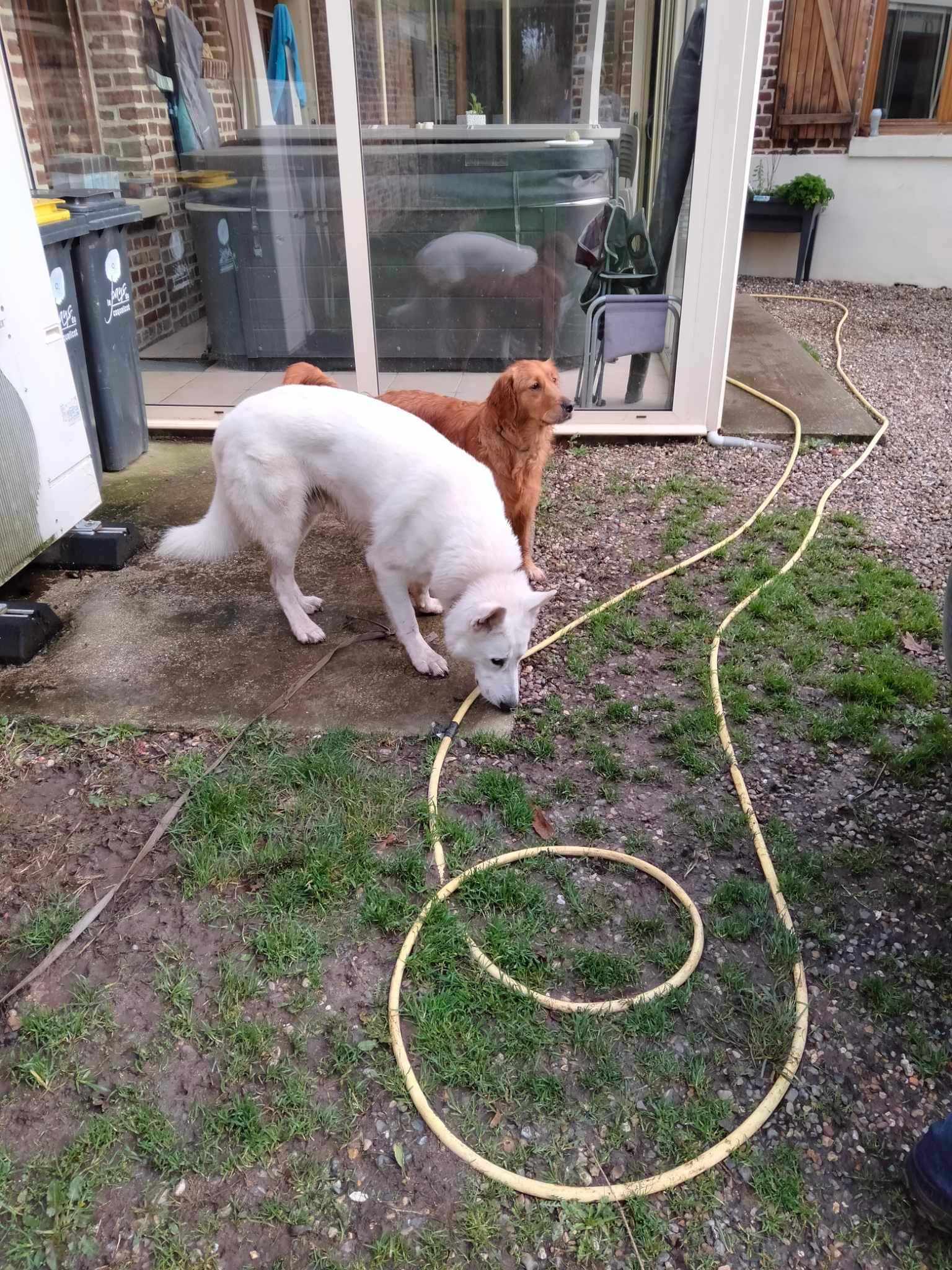 Pension canine "FAMILY DOGS comme à la maison" — photo