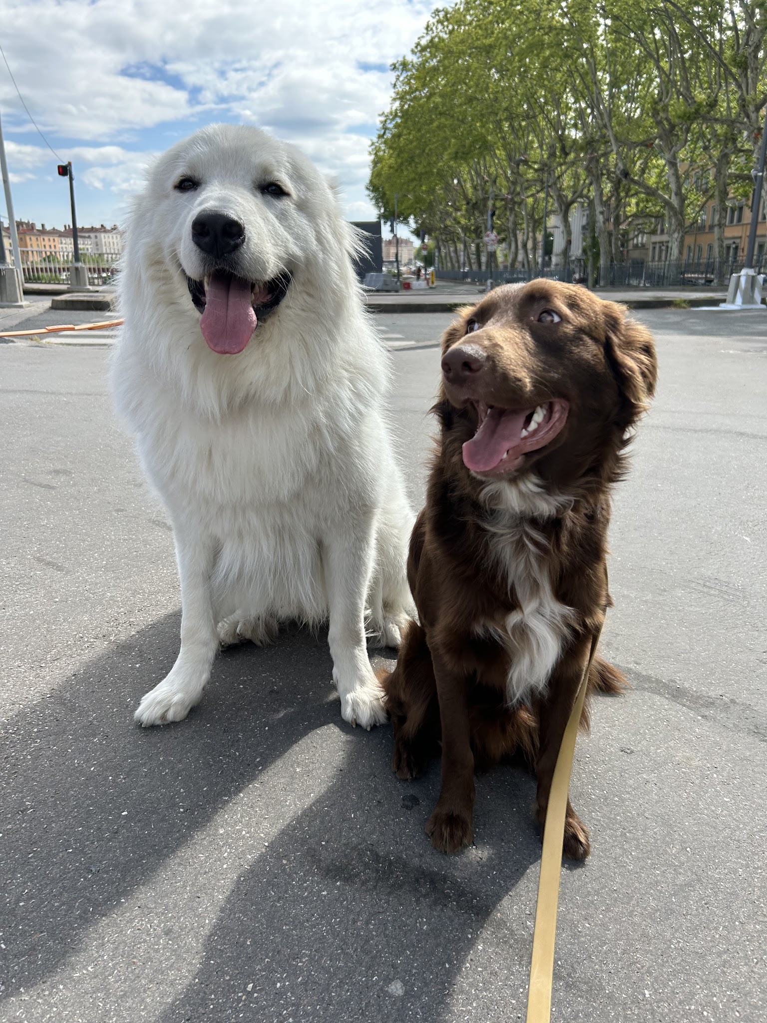 MariiaDogs - Educateur Canin Lyon