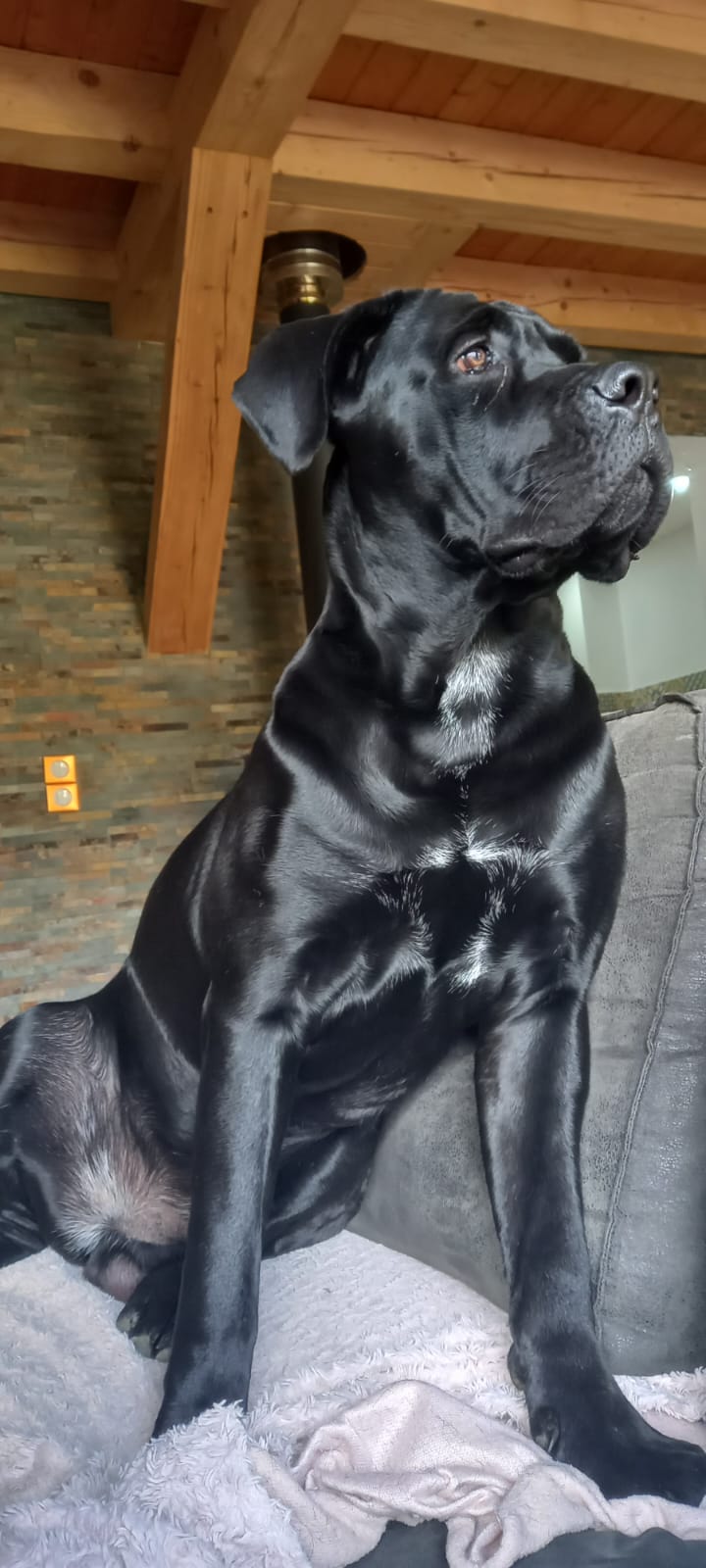 Élevage Orev d'Urkya : Élevage et vente de cane corso (Languedoc Roussillon) — photo