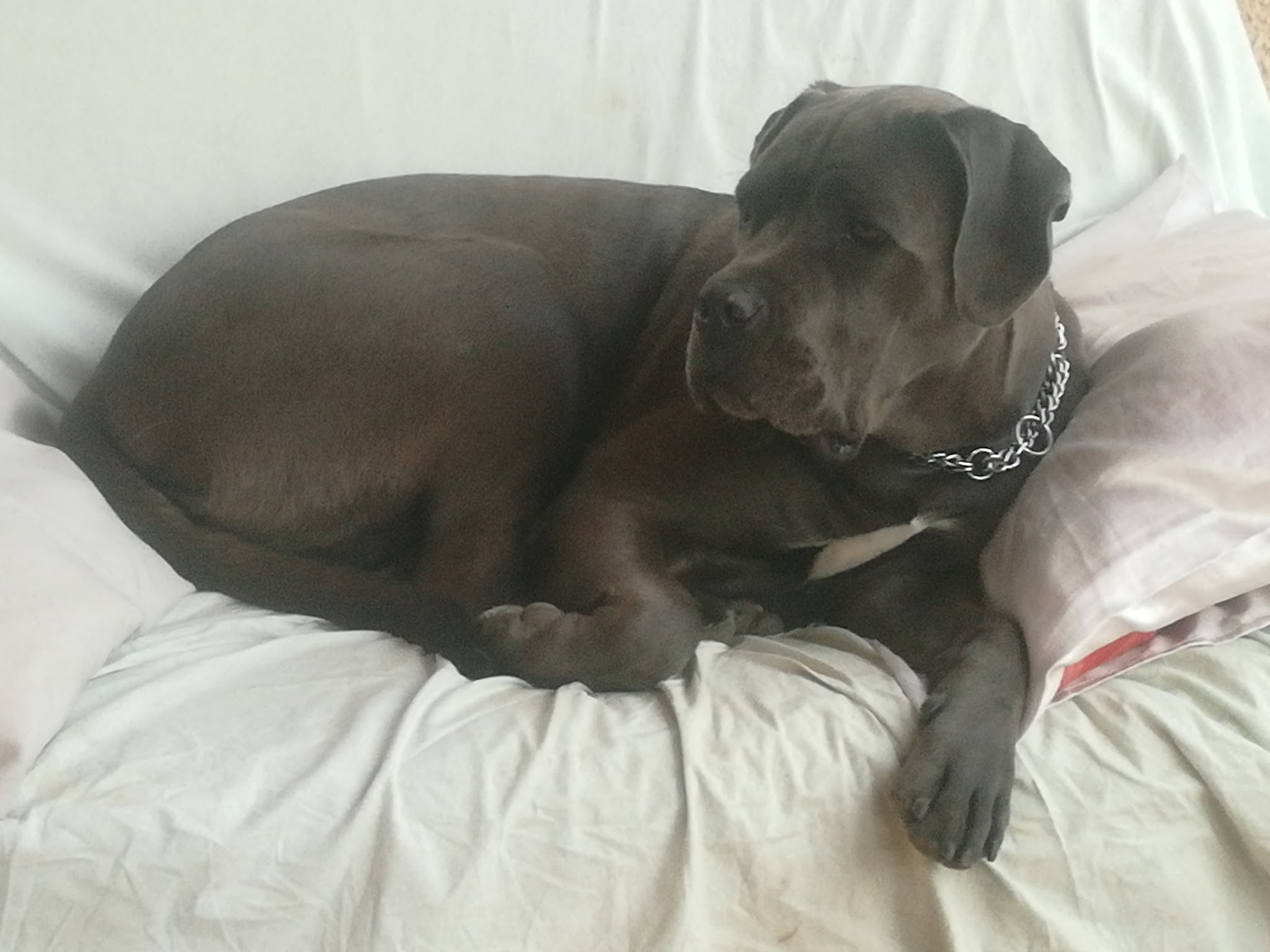 Élevage Orev d'Urkya : Élevage et vente de cane corso (Languedoc Roussillon)