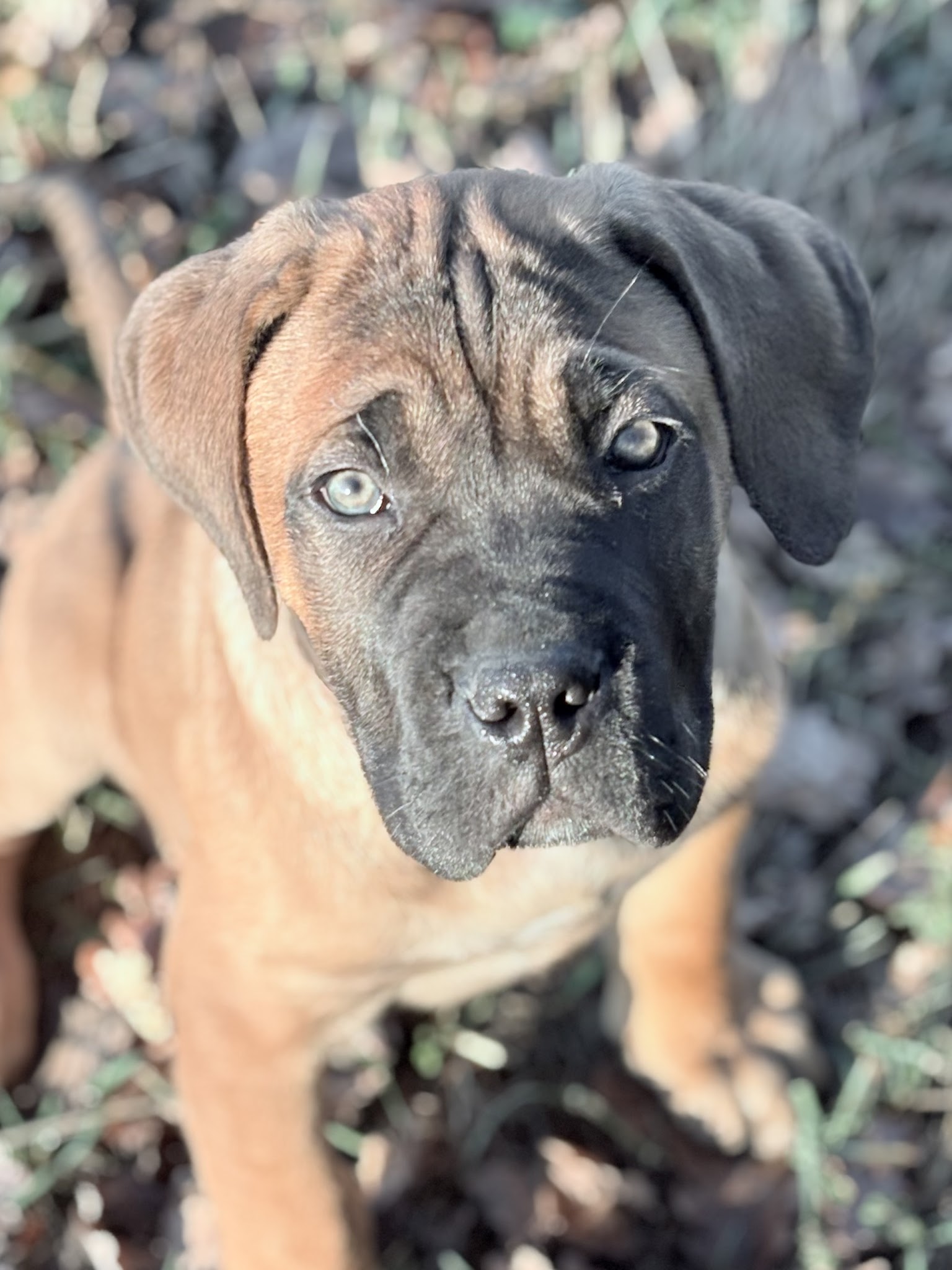 Élevage Orev d'Urkya : Élevage et vente de cane corso (Languedoc Roussillon) — photo