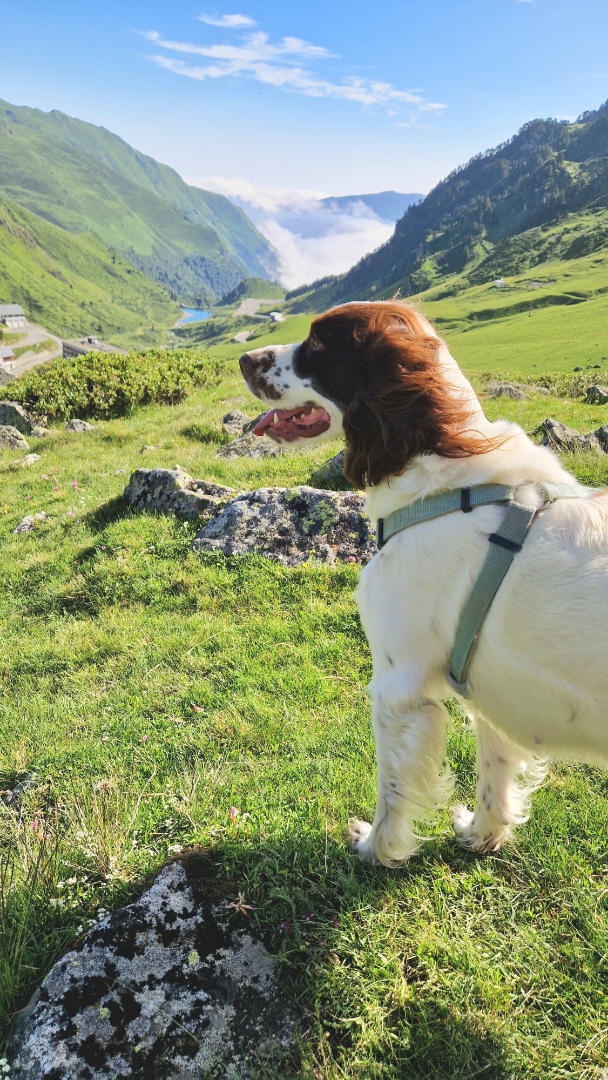 Emma'nimalis, visite d'animaux de compagnie à votre domicile et promenade sur site touristique — photo