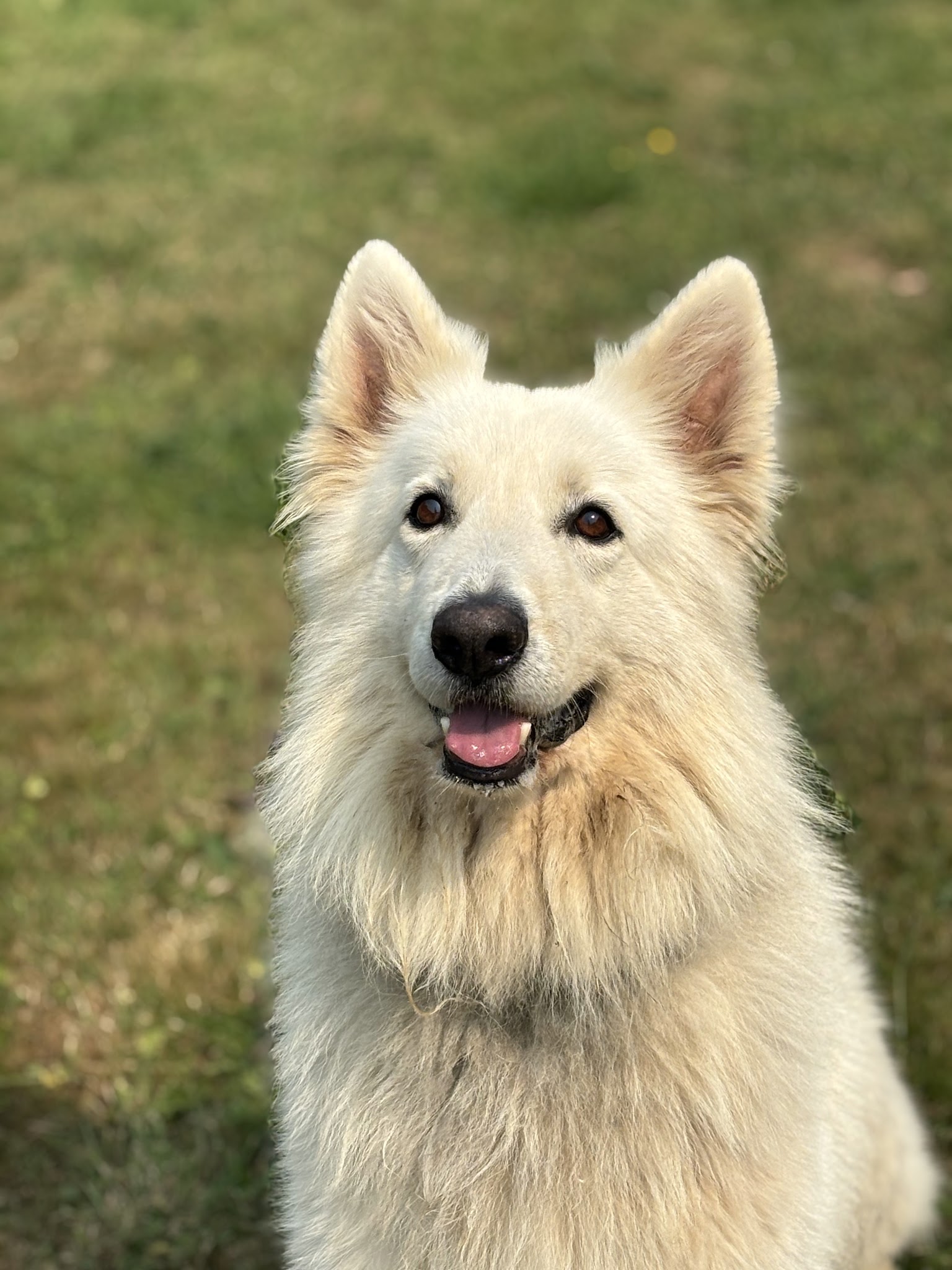 Pension Canine LVC — photo
