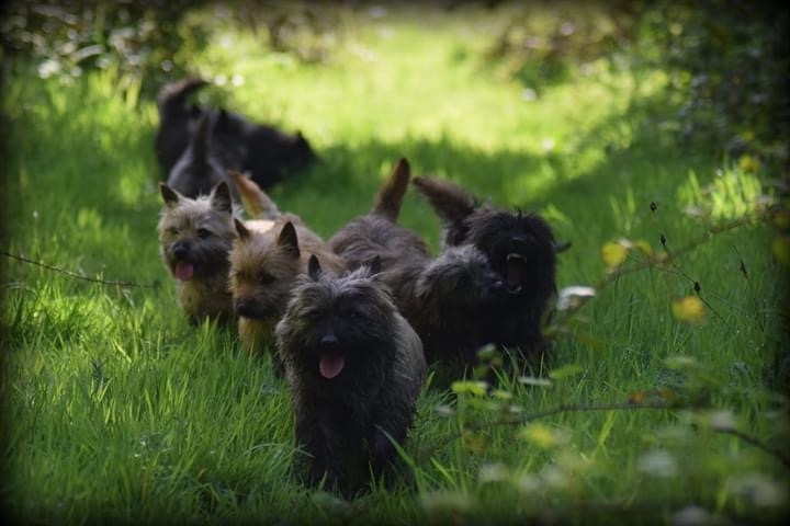 Pension Canine LVC — photo