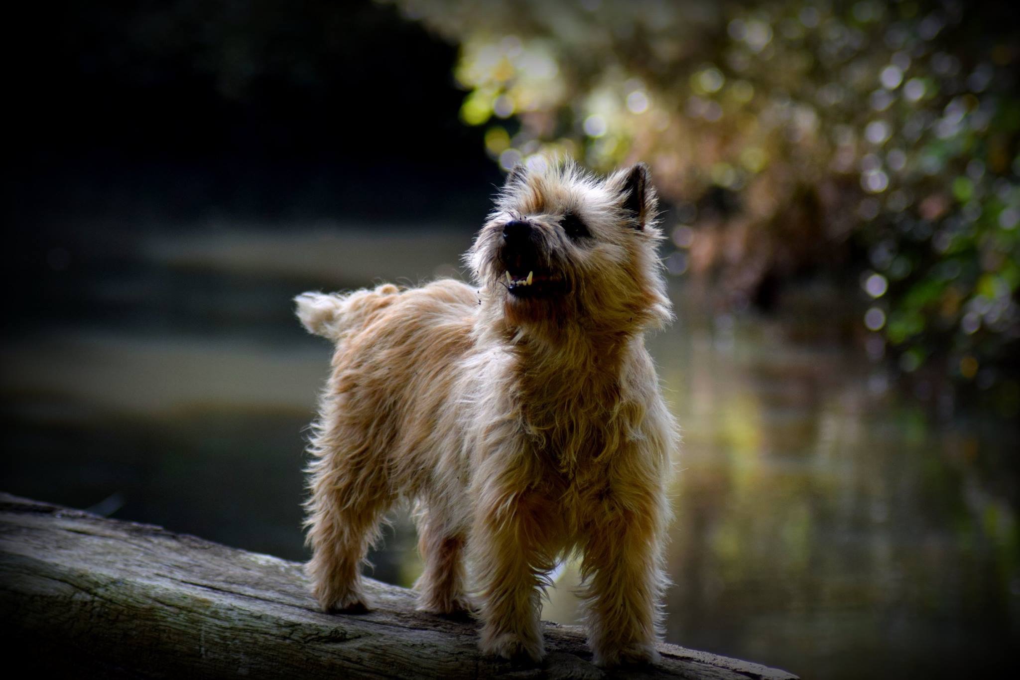 Pension Canine LVC — photo