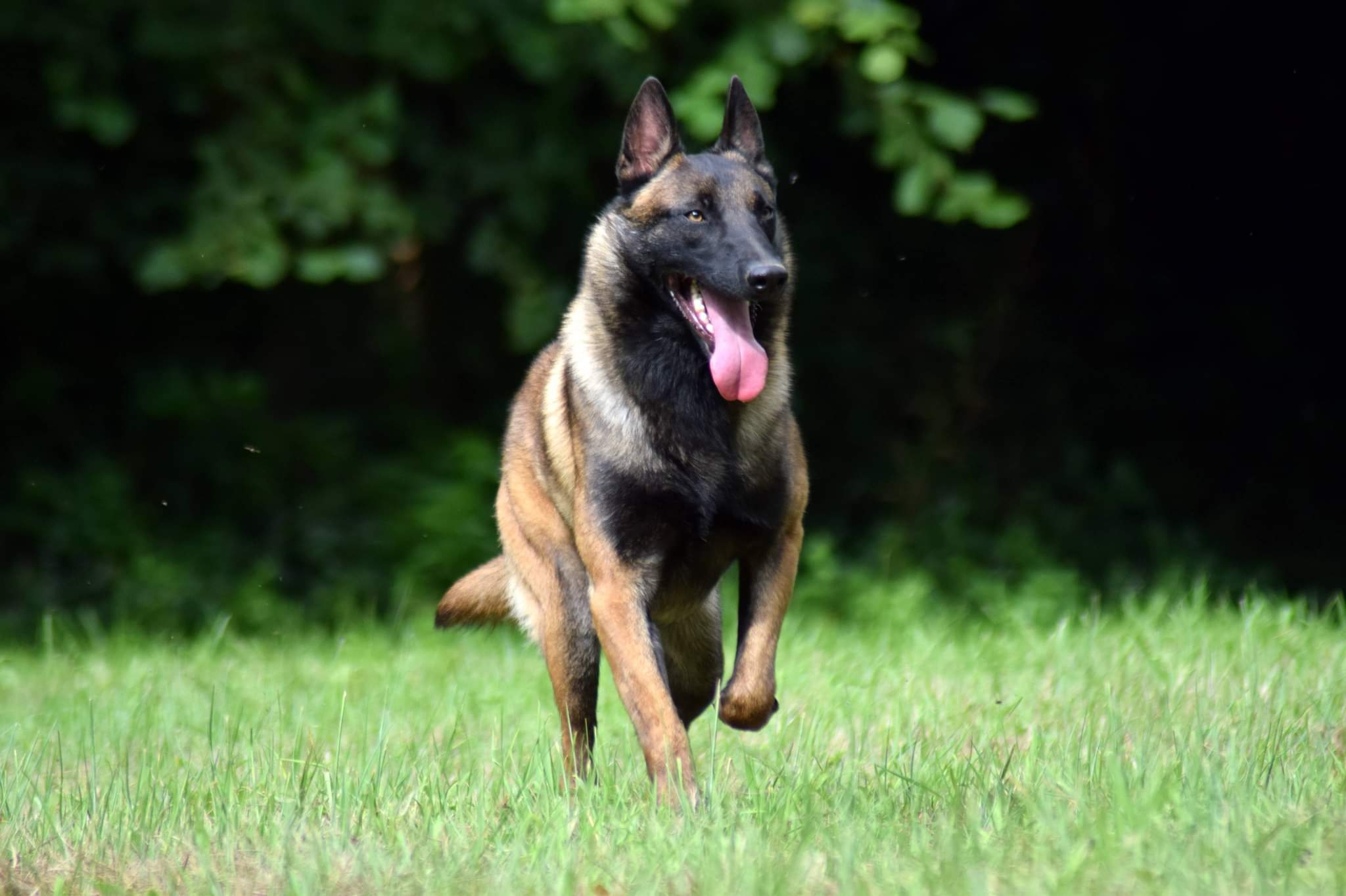 Pension Canine LVC — photo