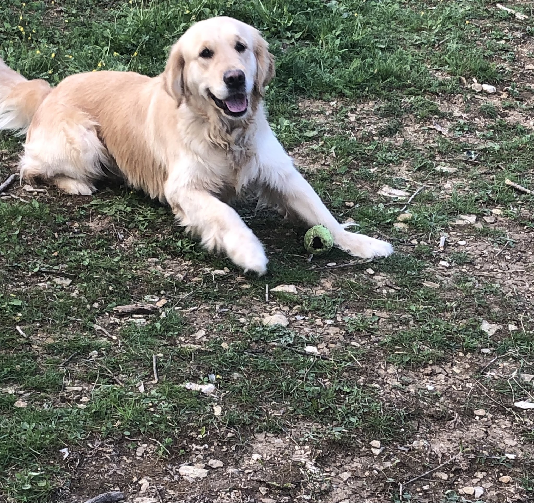 Pension Canine Tanguy — photo
