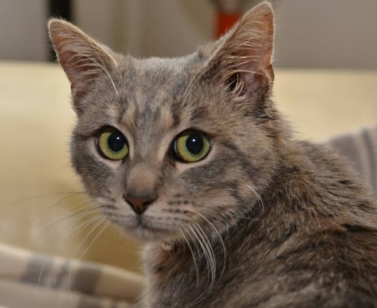 Animal Care — photo