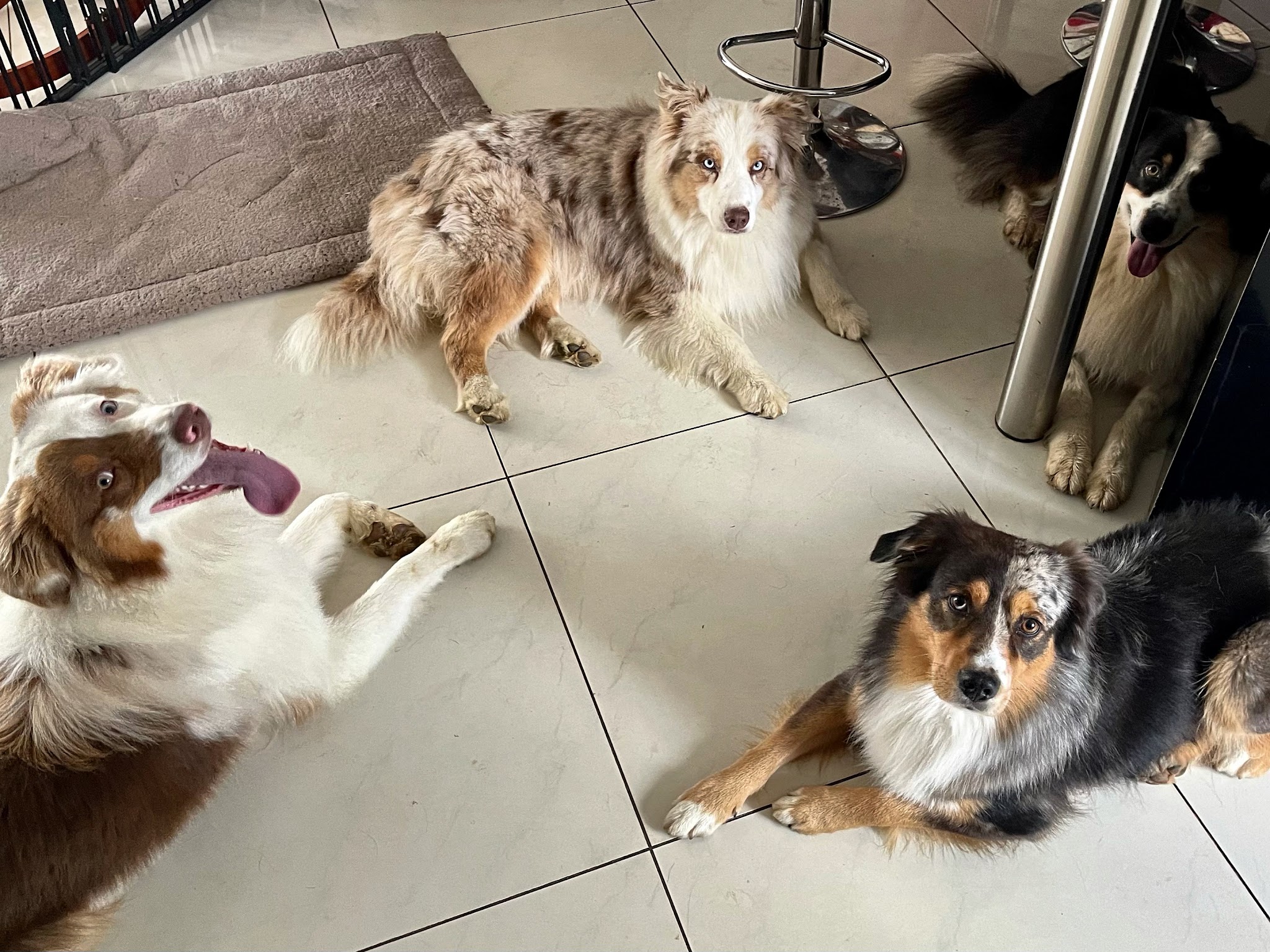 Ouaf'Family — photo
