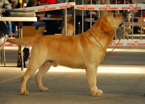 Elevage de Labradors des Vergers de Taly — photo