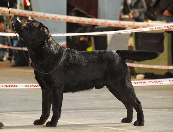 Elevage de Labradors des Vergers de Taly — photo