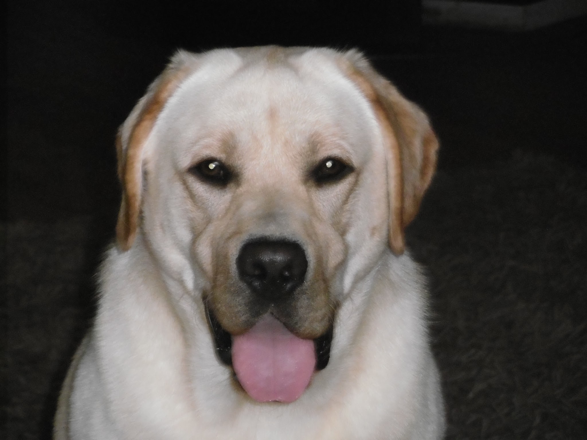 Elevage de Labradors des Vergers de Taly — photo