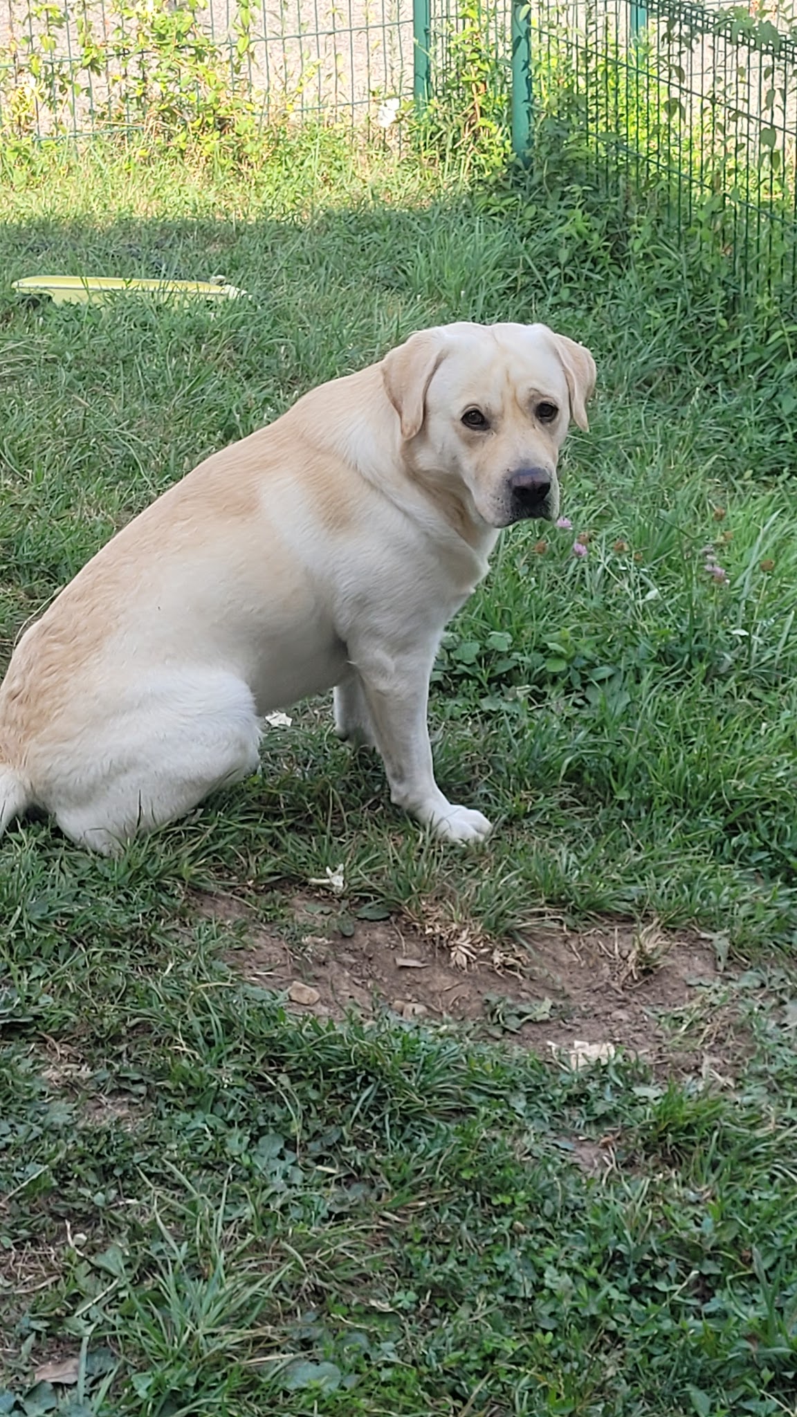 Elevage de Labradors des Vergers de Taly — photo