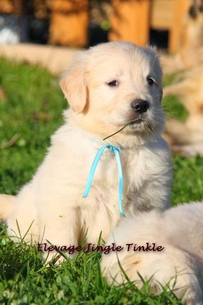 Elevage Jingle Tinkle — photo