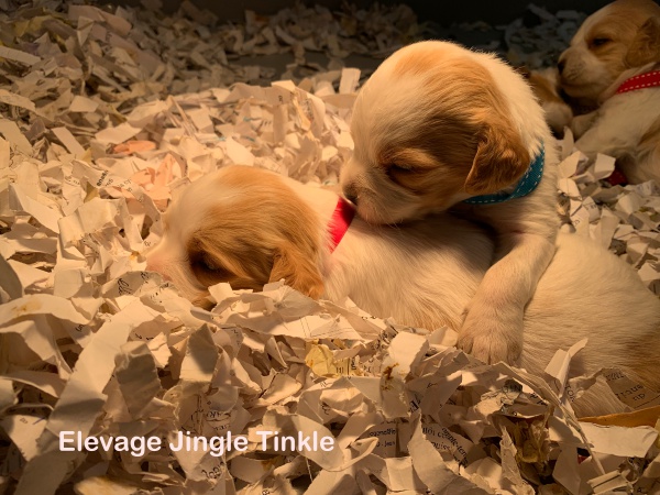 Elevage Jingle Tinkle
