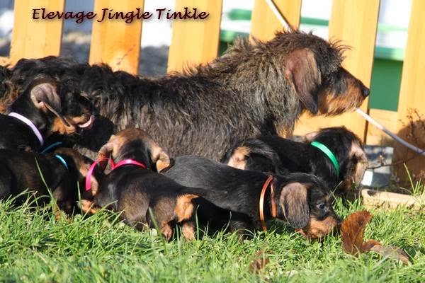 Elevage Jingle Tinkle — photo