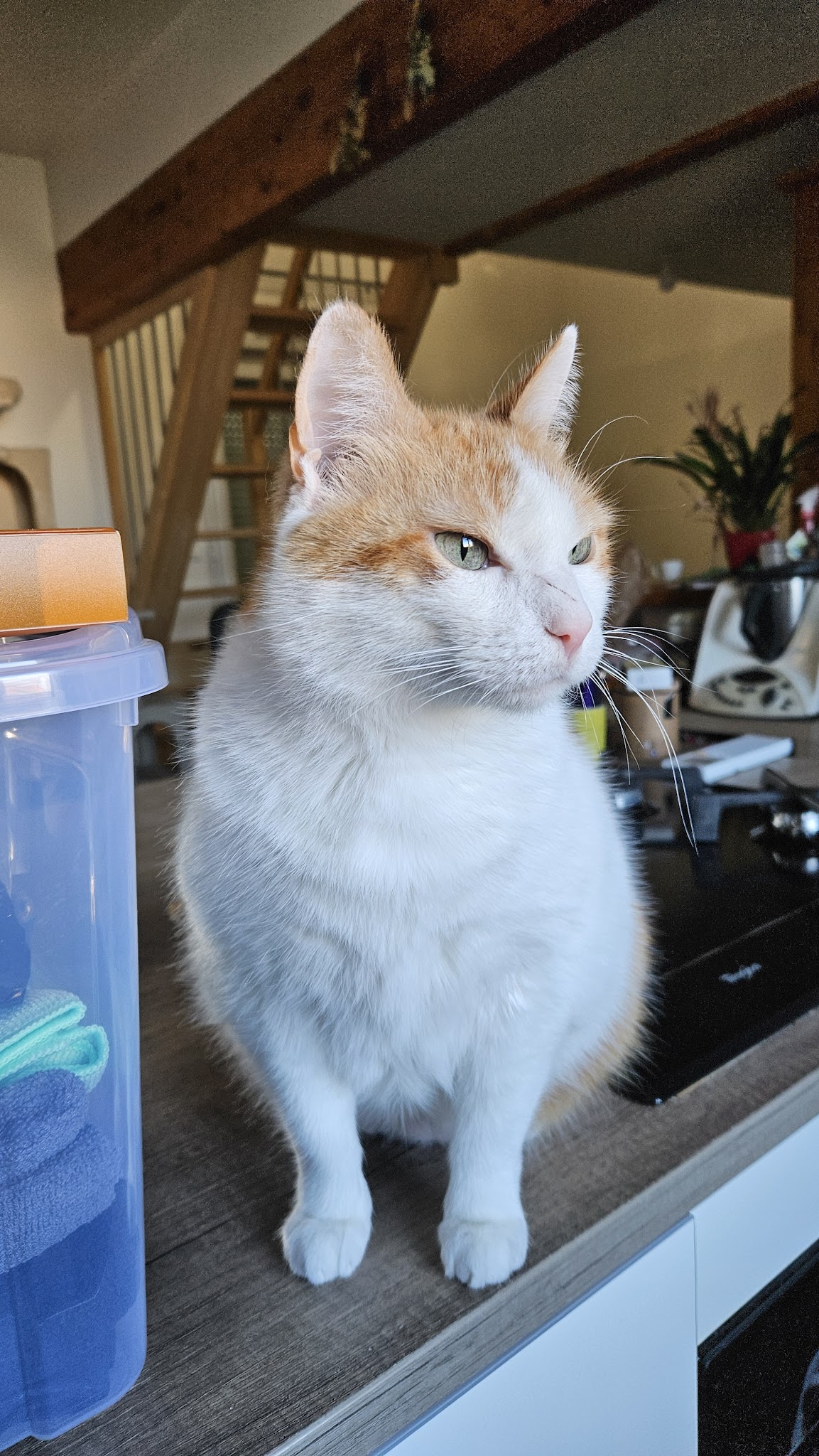 Mironron - Catsitter — photo