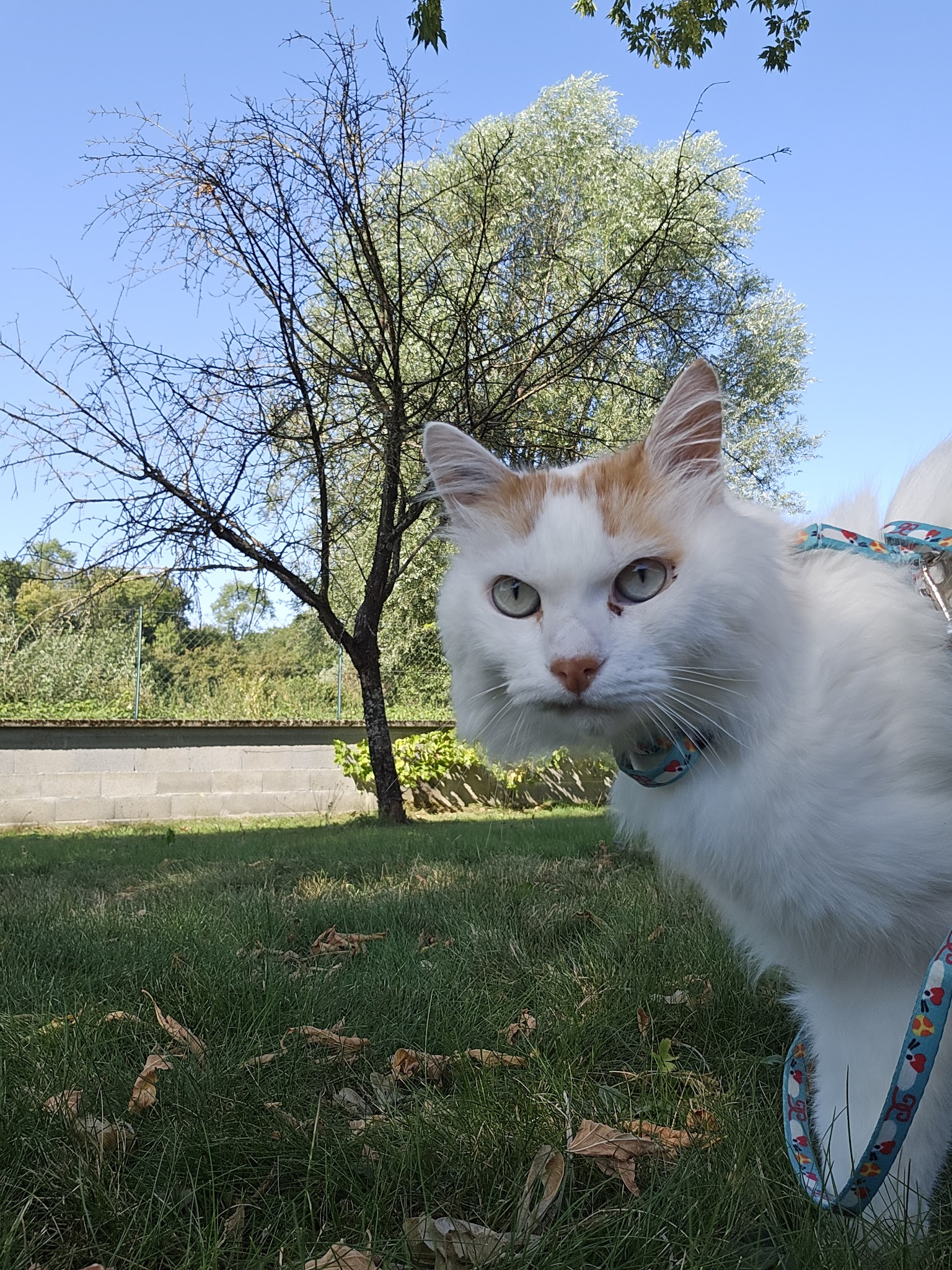 Mironron - Catsitter — photo