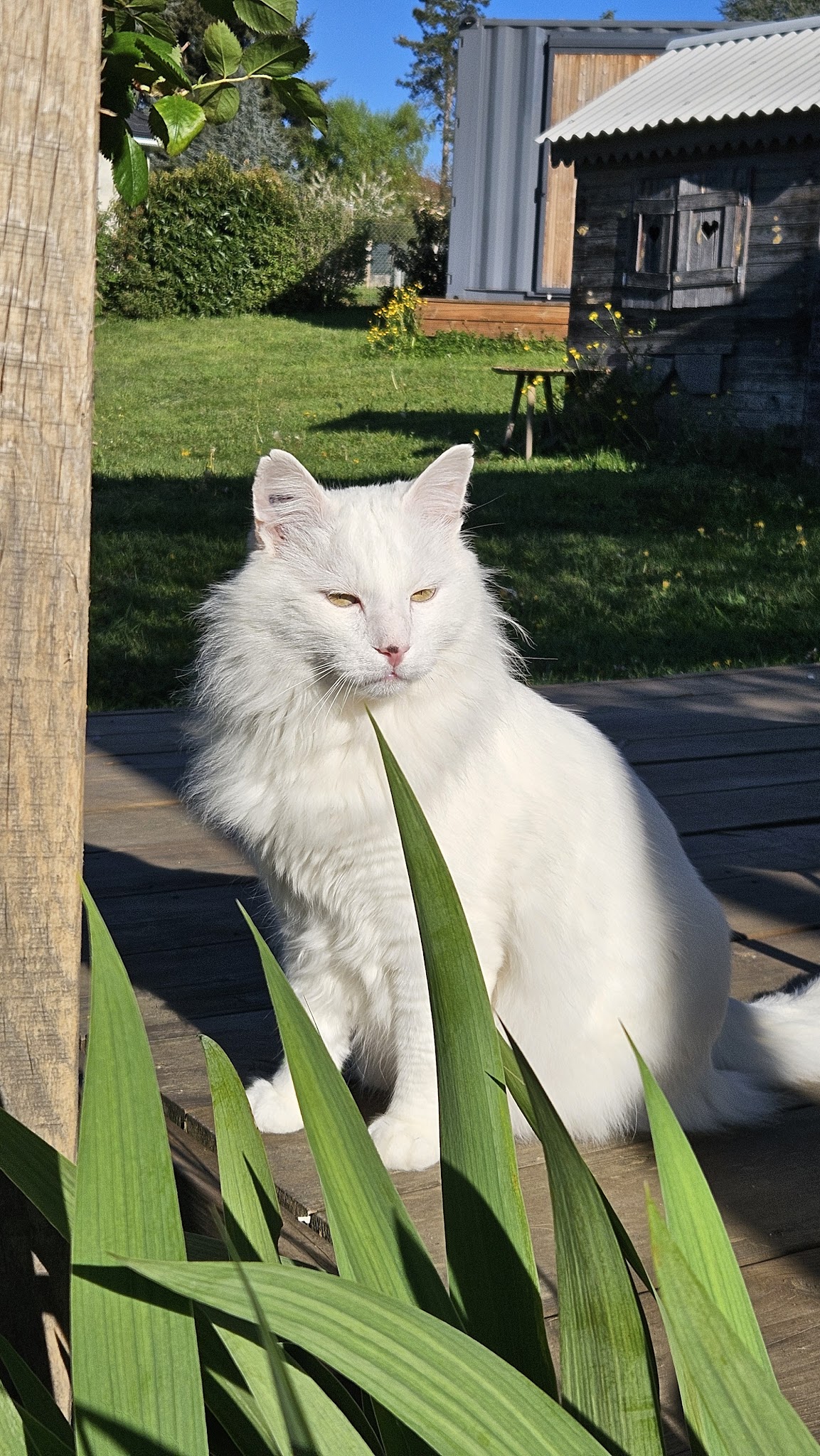 Mironron - Catsitter