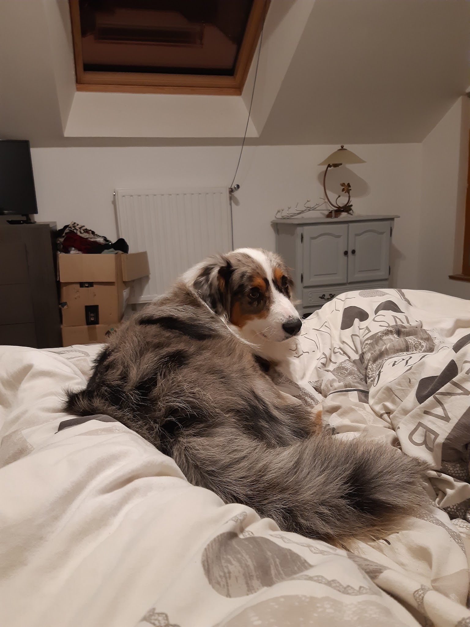 Pension de la Messardière & Royal Kitty Nanny | Chien & Chat — photo