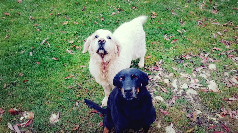 Pension de la Messardière & Royal Kitty Nanny | Chien & Chat — photo