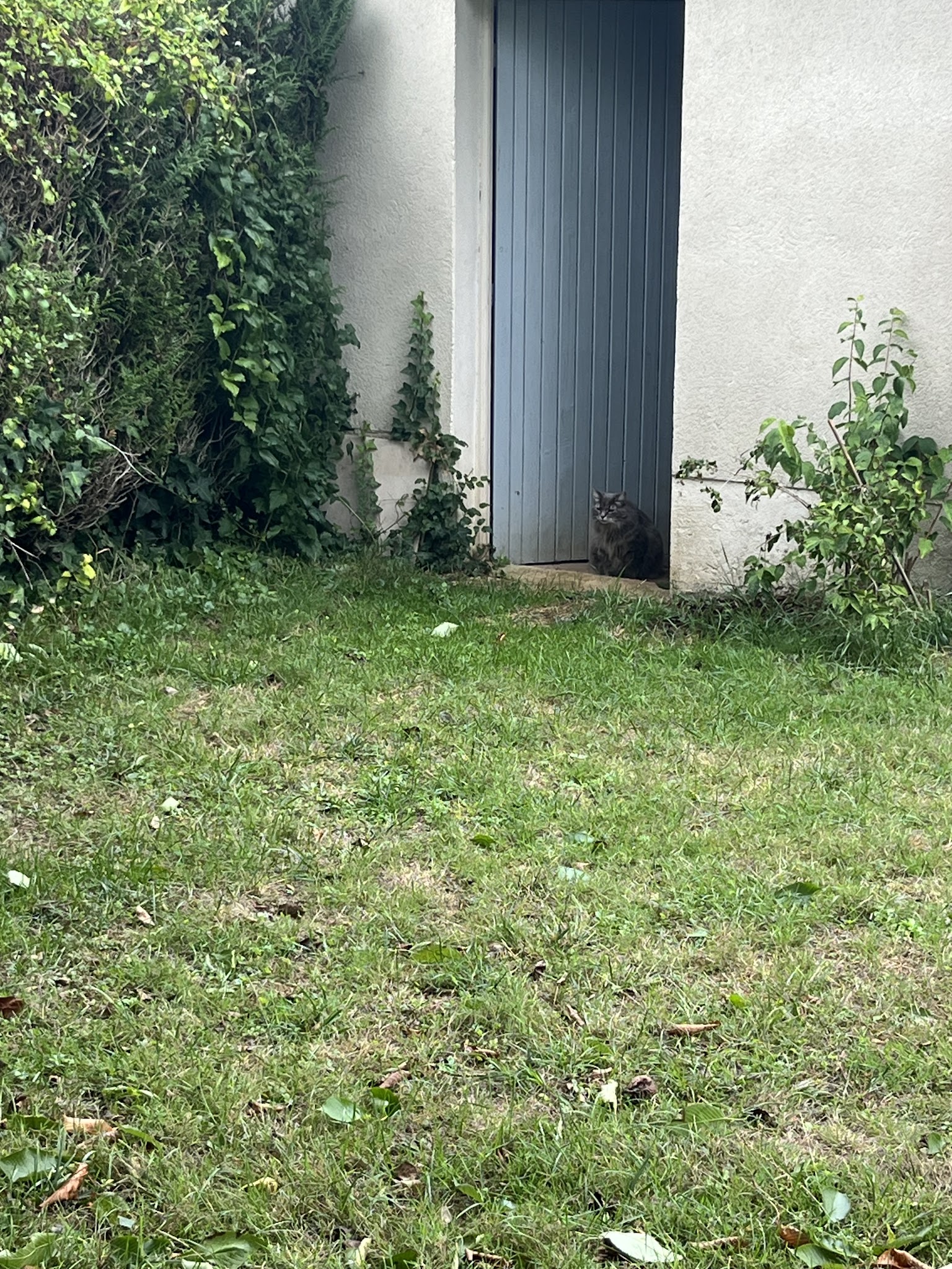 Quatre pattes et une truffe - Garde d’animaux 86 — photo