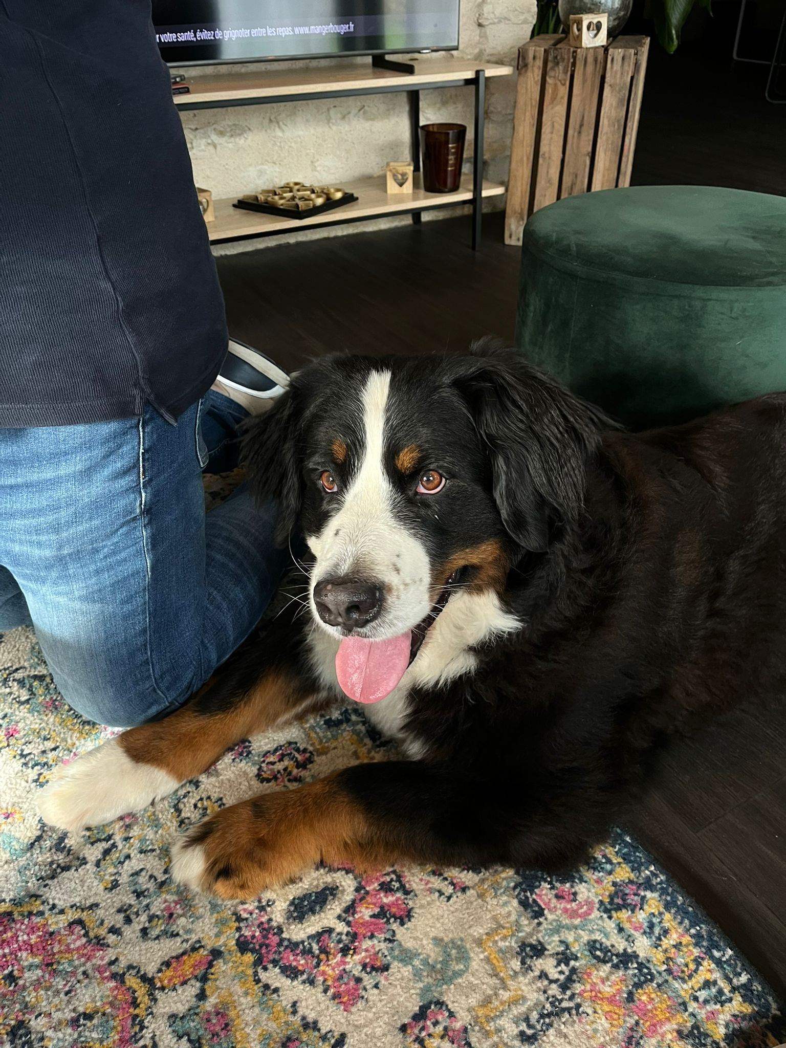 Quatre pattes et une truffe - Garde d’animaux 86 — photo