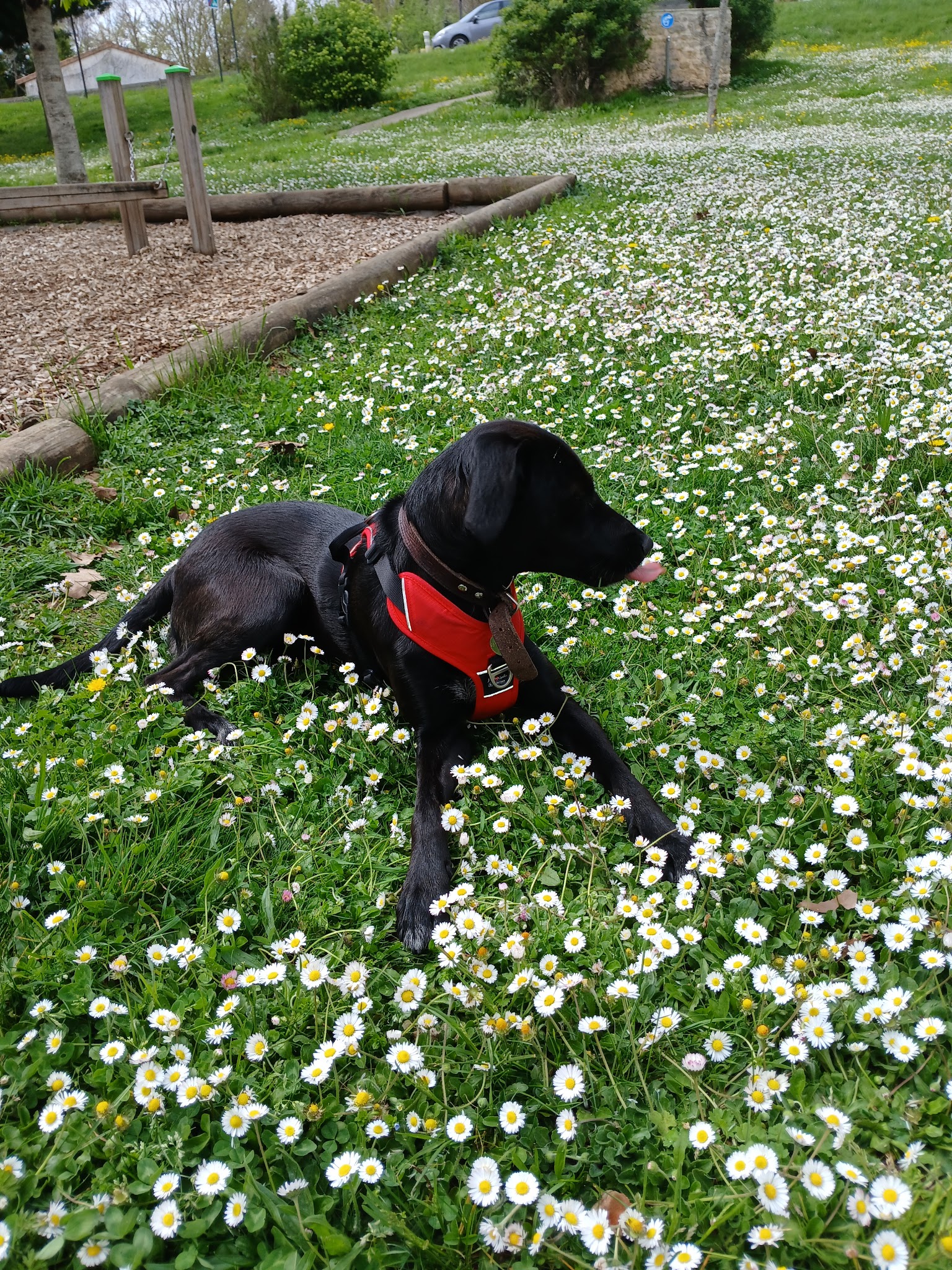 Quatre pattes et une truffe - Garde d’animaux 86 — photo