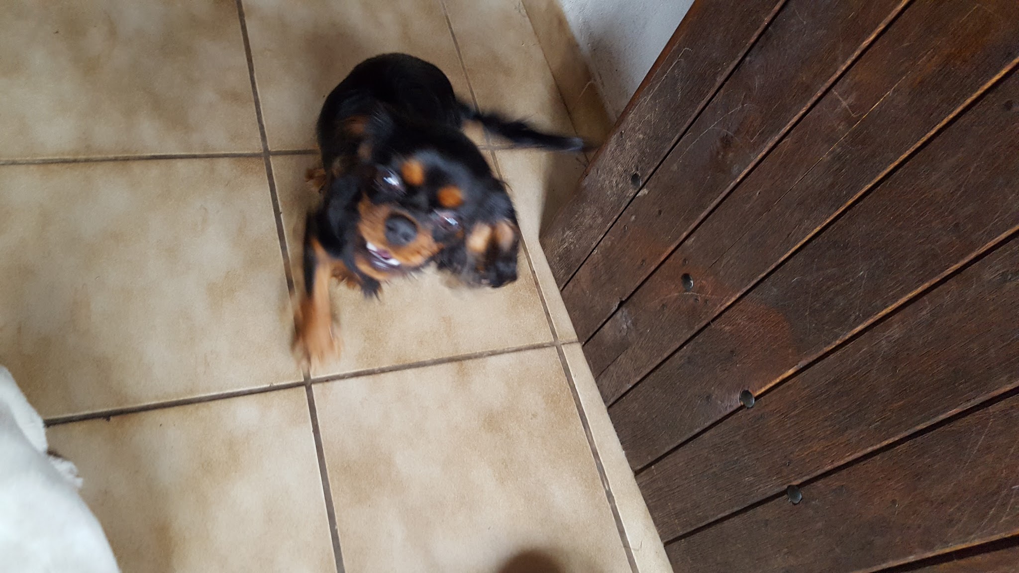 centre canin de la bruyère de jade — photo