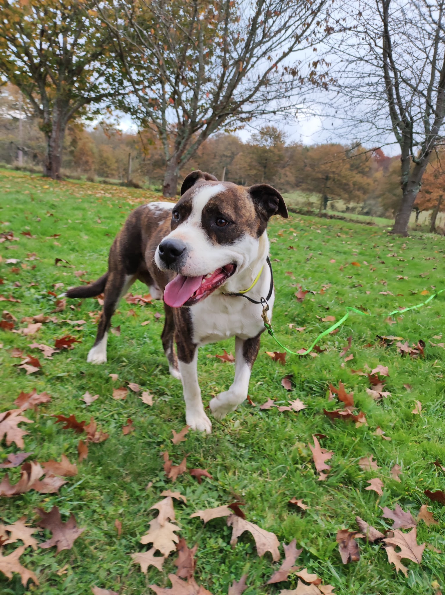 Athena Médiation Canine — photo