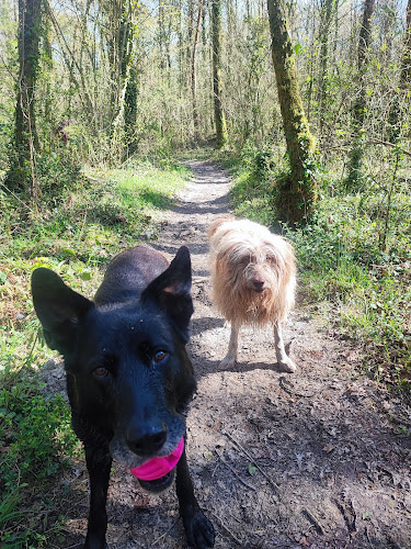Athena Médiation Canine