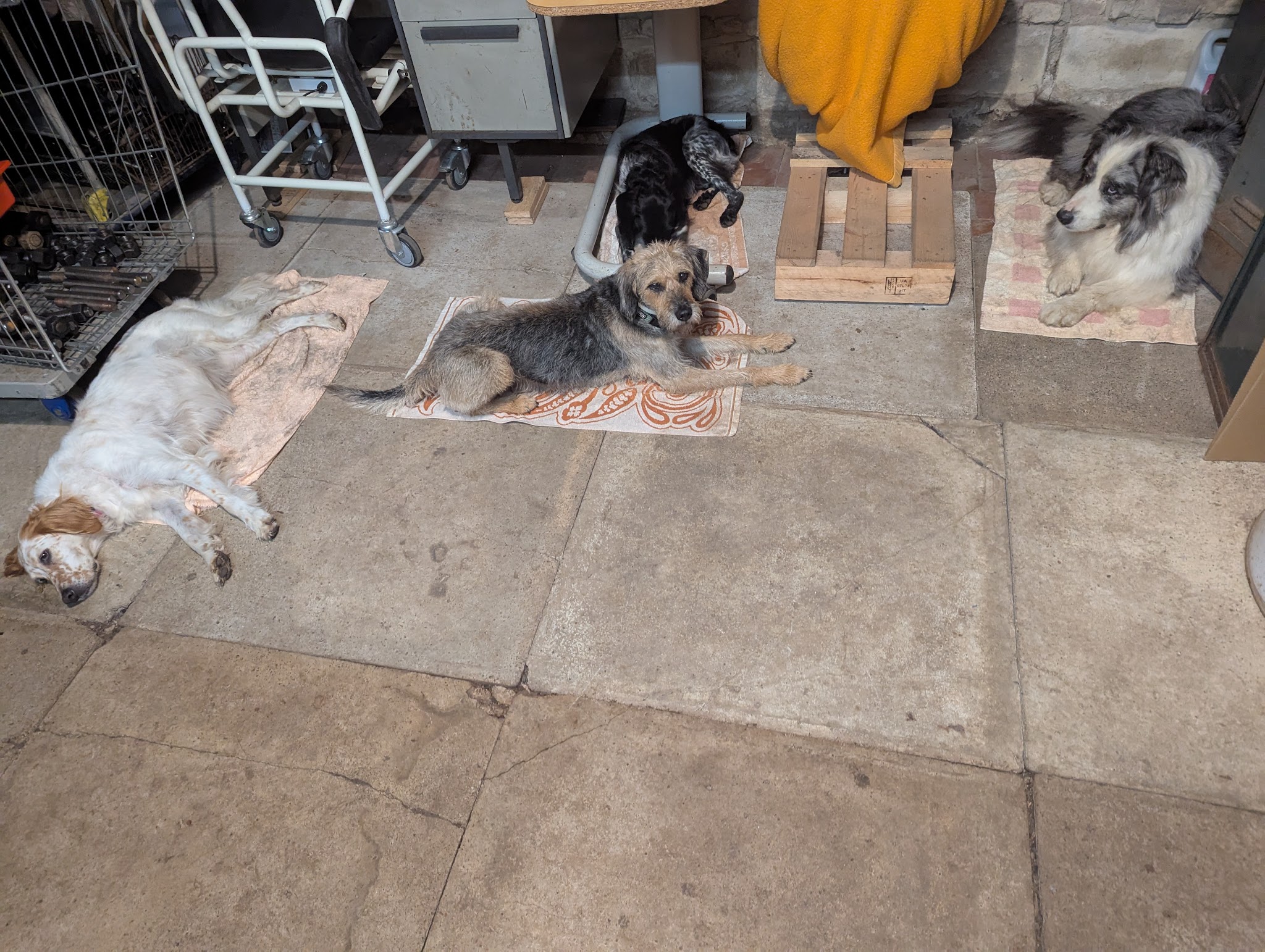 Dog sitting By ė Marcel — photo