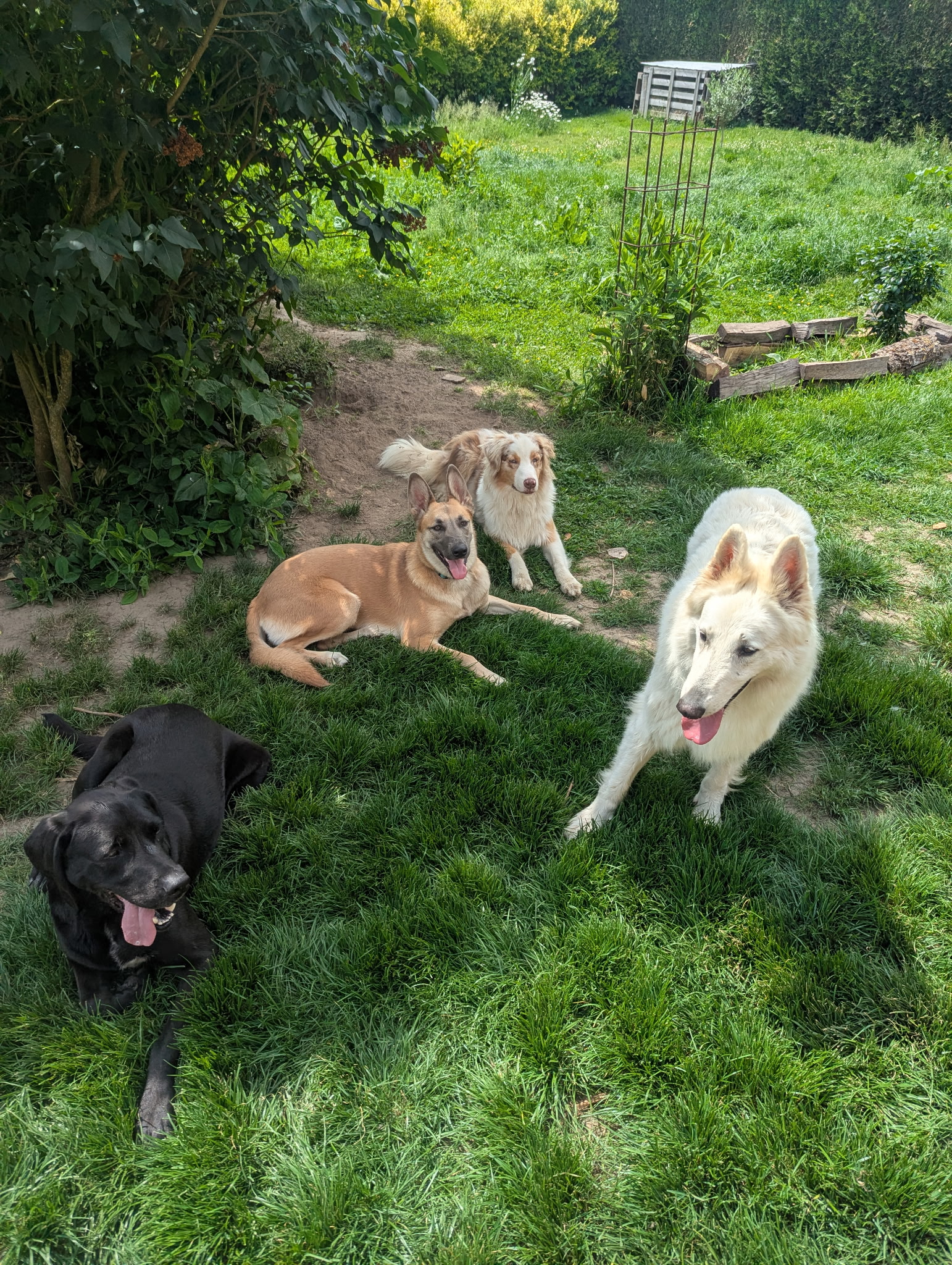 Dog sitting By ė Marcel — photo