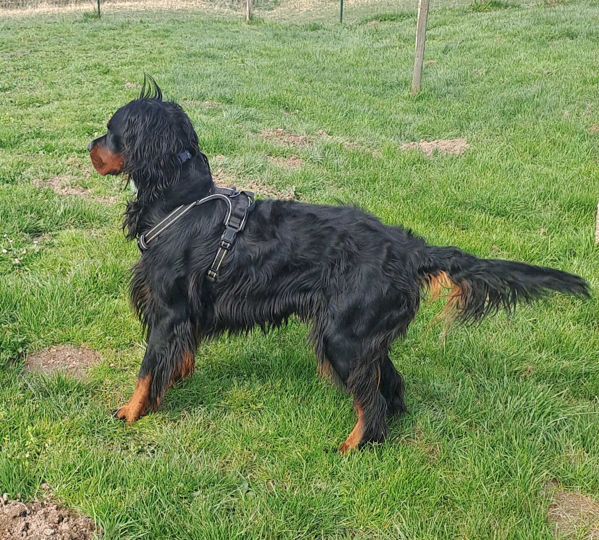Elevage SETTER GORDON du Vallon des Bécasses, pension féline et canine — photo