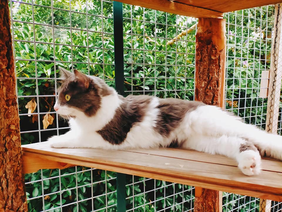 Vacanzanimaux — photo
