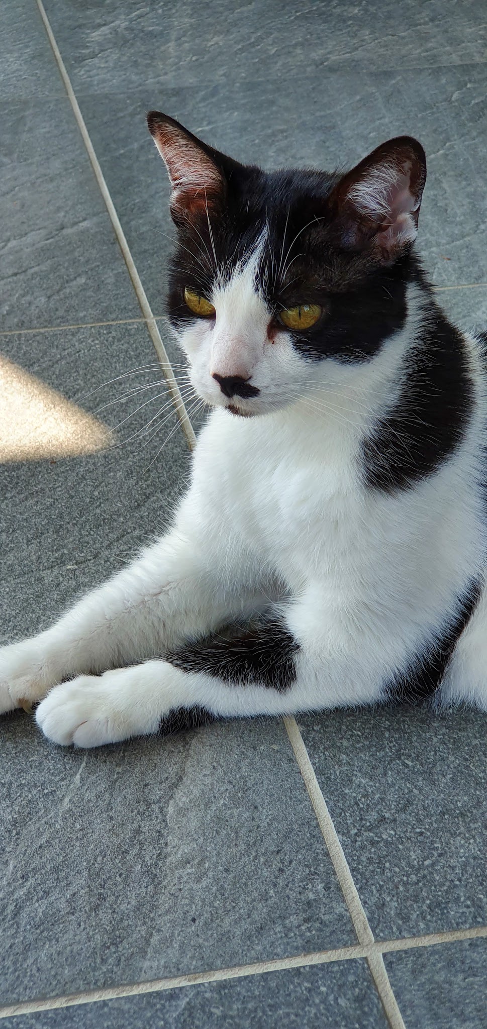 Alex'n'Paws Petsitters — photo