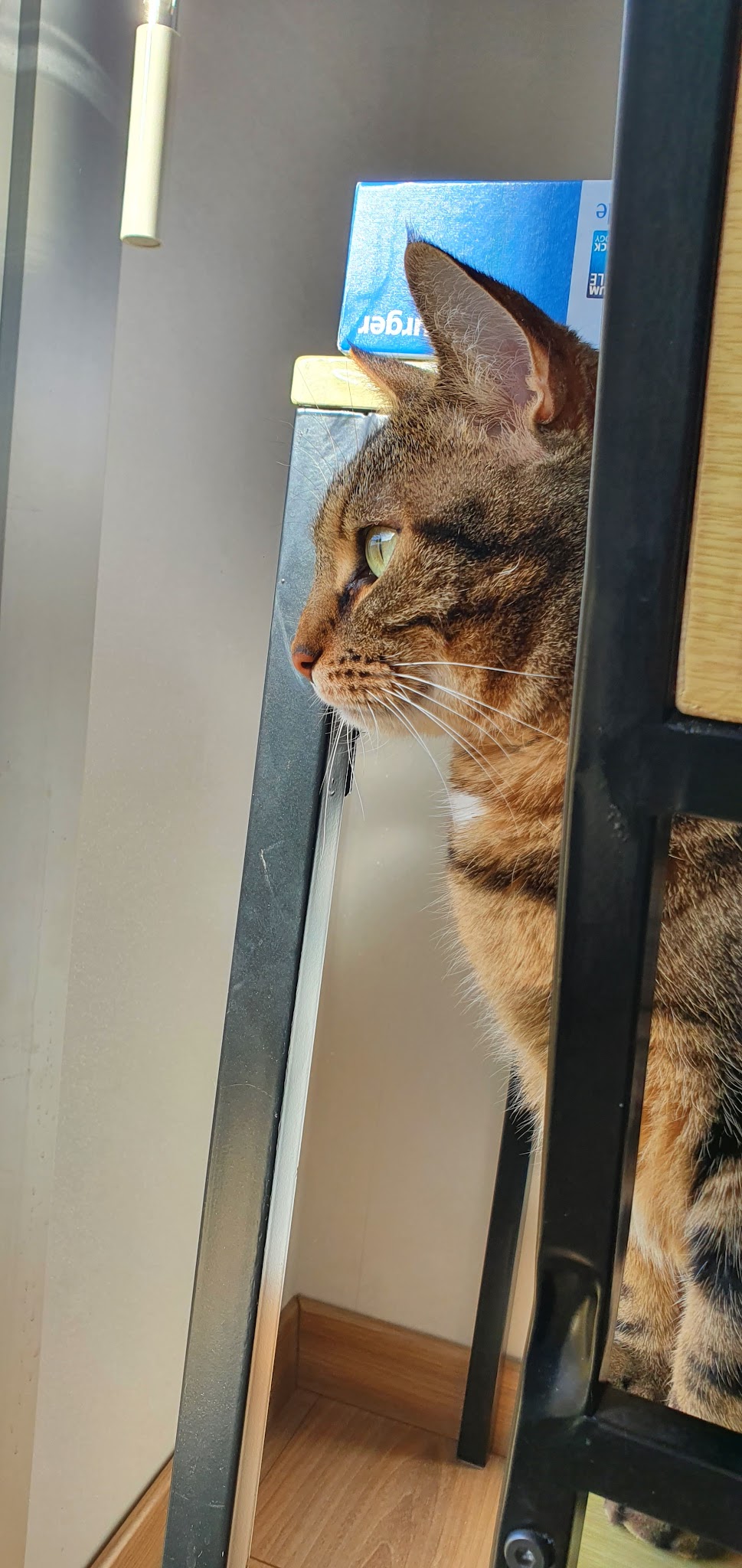 Alex'n'Paws Petsitters — photo