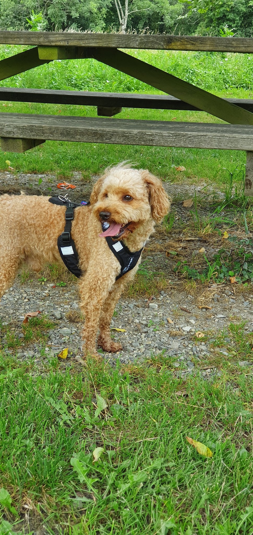 Alex'n'Paws Petsitters — photo