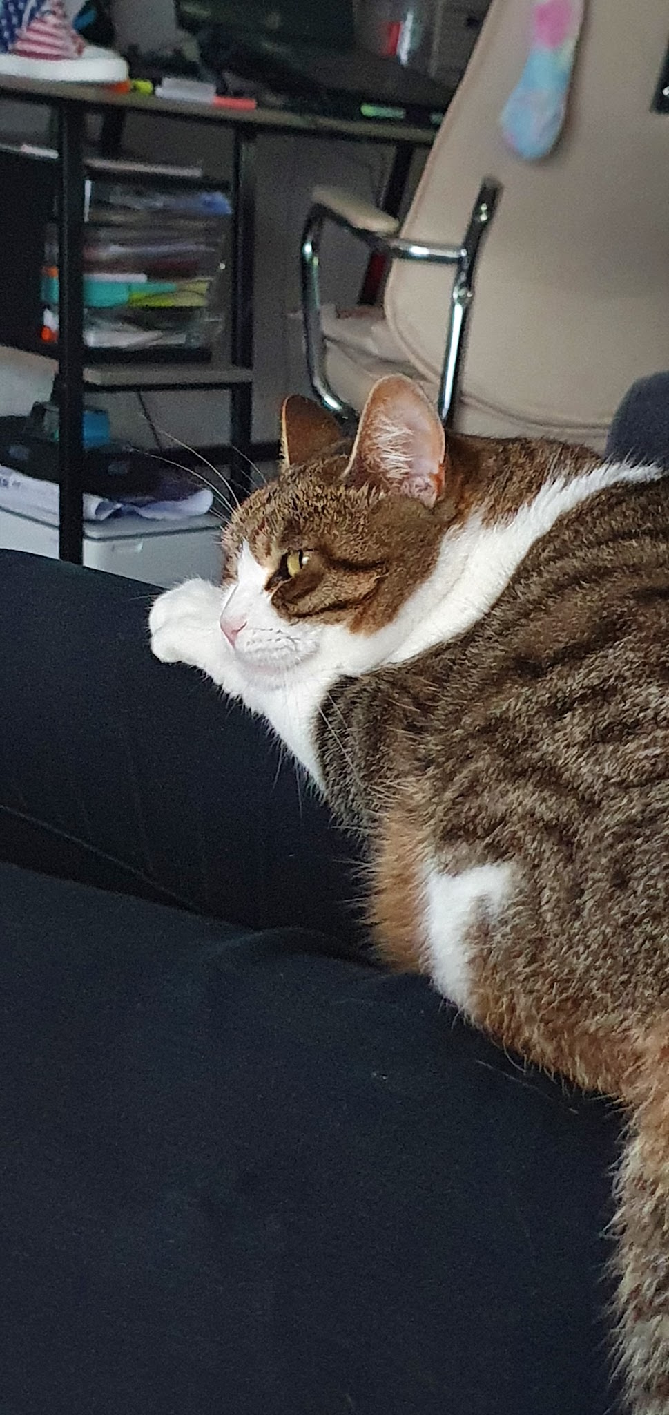 Alex'n'Paws Petsitters — photo